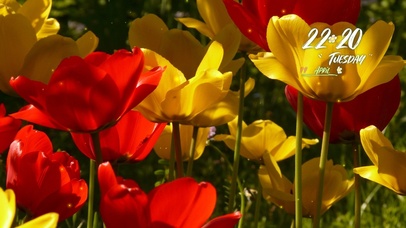 4k温暖治愈花卉风景桌面