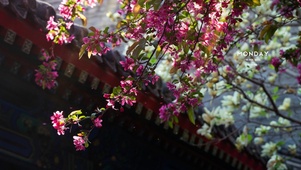 唯美海棠花