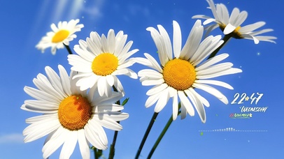 4k治愈小雏菊风景