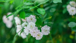 4k护眼雨天花丛