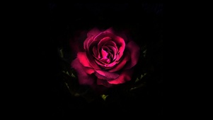 暗夜荧光玫瑰