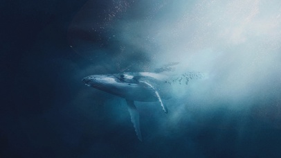 海洋鲸鱼壁纸
