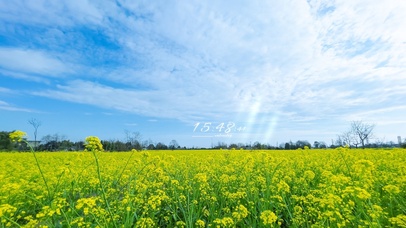 蓝天油菜花