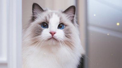 4K治愈可爱超萌布偶猫猫生气