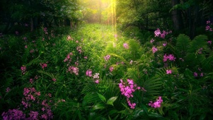 阳光森林花丛