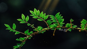 护眼绿植