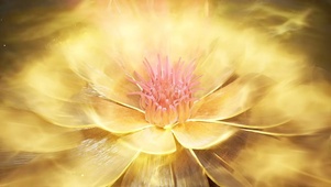 金色莲花
