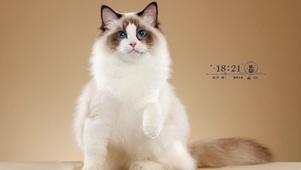 萌萌猫咪