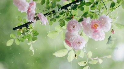 4k 立夏雨天清新绿叶鲜花