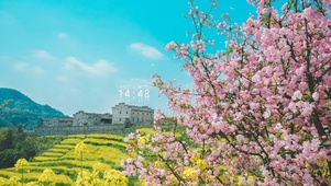 4K田园的樱花油菜花