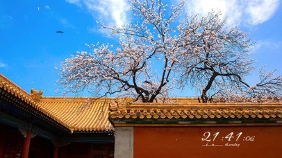 4k 治愈蓝天下古城樱花