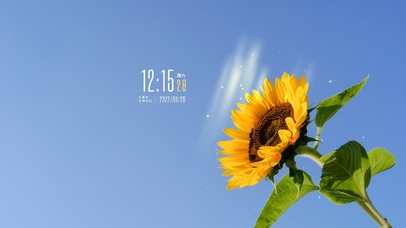 4k高清阳光温暖向日葵