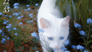 灵猫好运来  壁纸