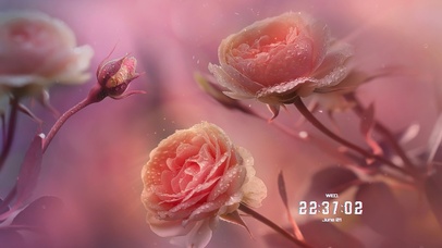 治愈粉色系玫瑰