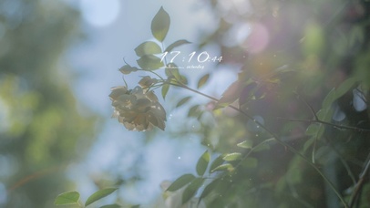 唯美鲜花朦胧的美