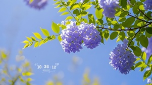 花开