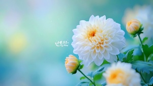 唯美的万寿菊