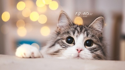 4K治愈奶萌小猫偷看中