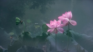 唯美荷花