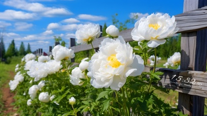 春天牡丹花盛开