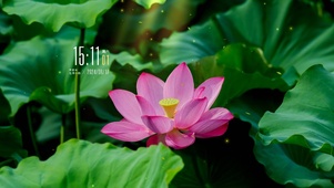 4k清新荷花风景桌面