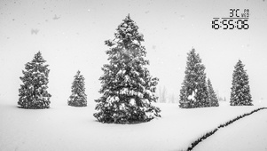 雪松