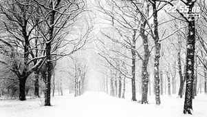 雪松