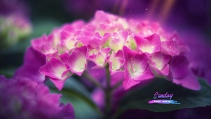 紫色鲜花