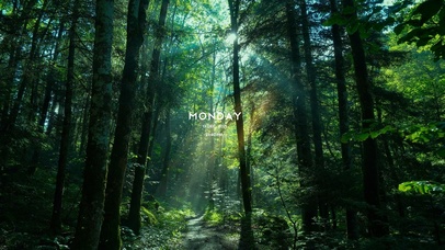 森林幽径阳光小路