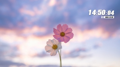 向阳而生阳光明媚花开自来