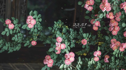 治愈唯美小院绽放的鲜花