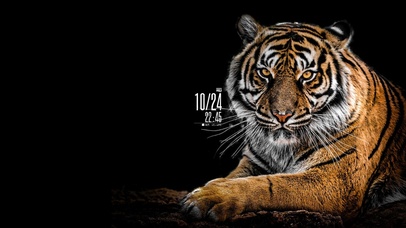 老虎(含真实时间)