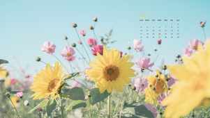 4K 向日葵