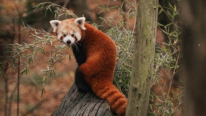 呆萌动物 小浣熊