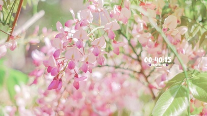 4K 唯美粉色藤花