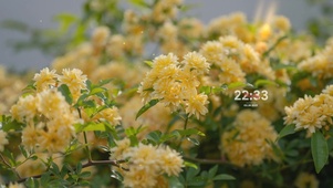 治愈唯美清新花丛