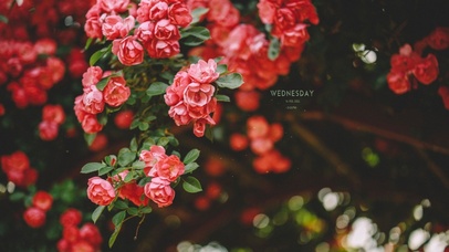 唯美治愈玫瑰花开