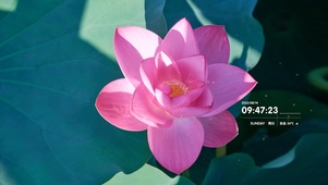 粉色荷花