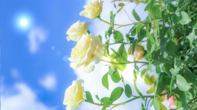 4K唯美治愈阳光玫瑰