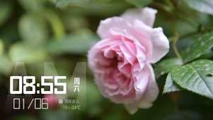 雨中玫瑰
