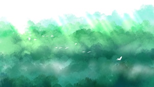云雾森林