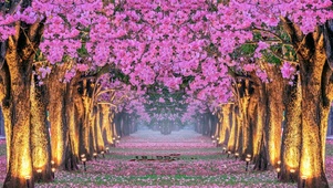 满地花瓣