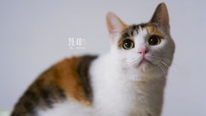 大眼猫咪