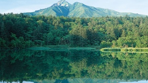 茂密大森林
