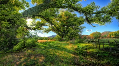 治愈乡下森林小路