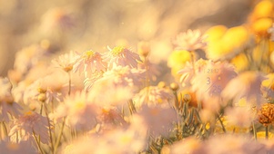 午后阳光鲜花