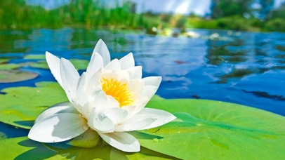 4k高清鱼戏莲叶间