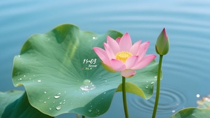 湖中的荷花