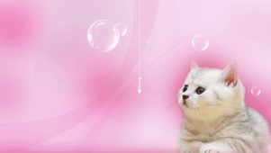 粉猫咪