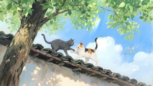 翻墙小猫咪